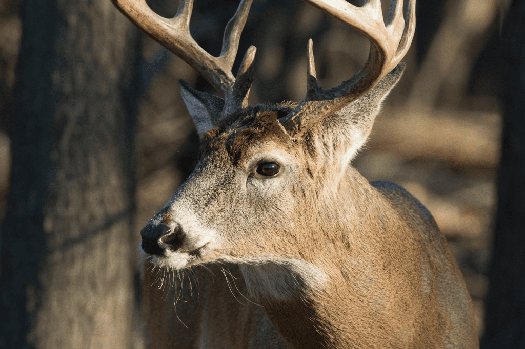 I'm a hunter, why should I care about PFAS?