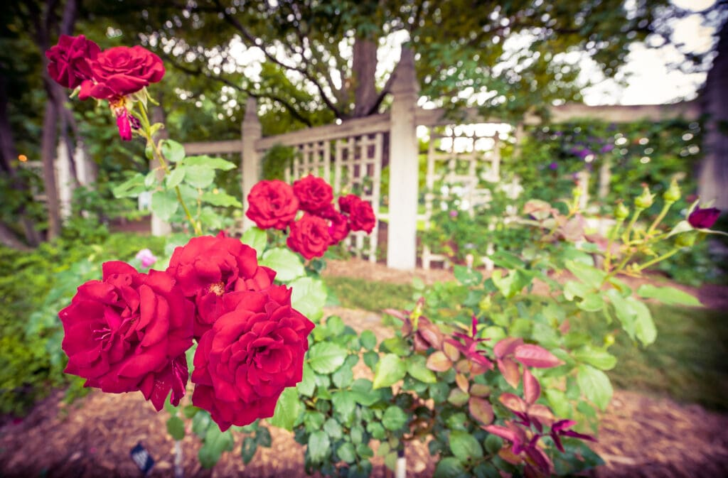 Red roses in an garden.