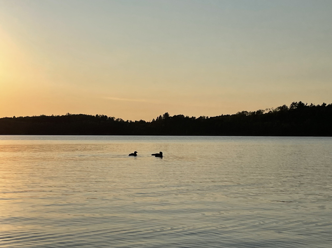 Loons at sunset on lake in Mound Minnesota